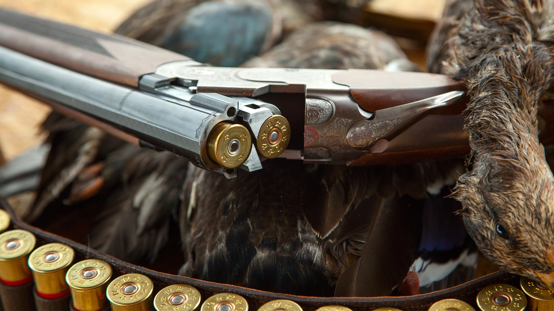 Open over-under shotgun loaded with two shells, resting on game birds beside a row of cartridges.