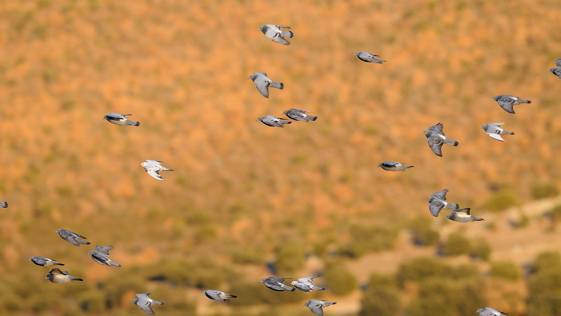 Flock of pigeons in flight over open, arid terrain.