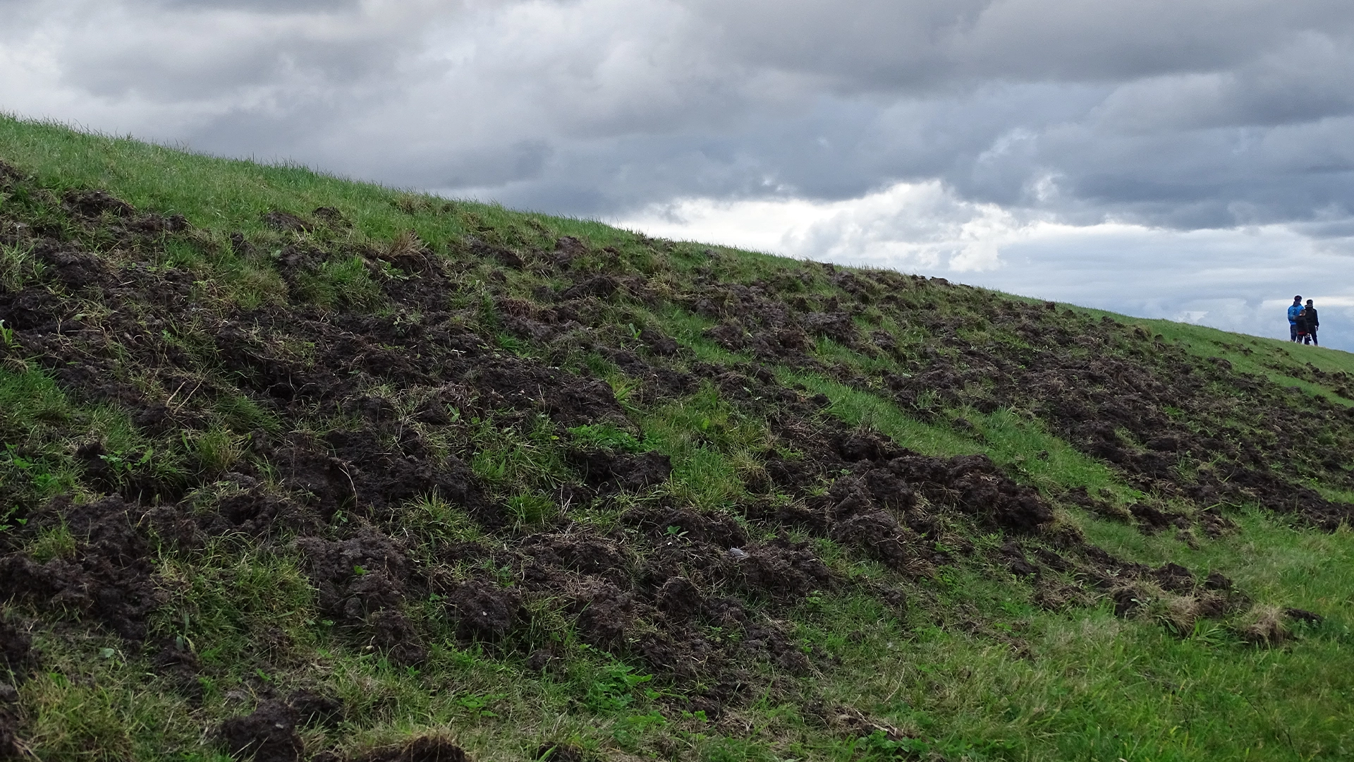 Grassy hillside torn up and rooted out by feral hogs under an overcast sky, with two people standing in the distance.