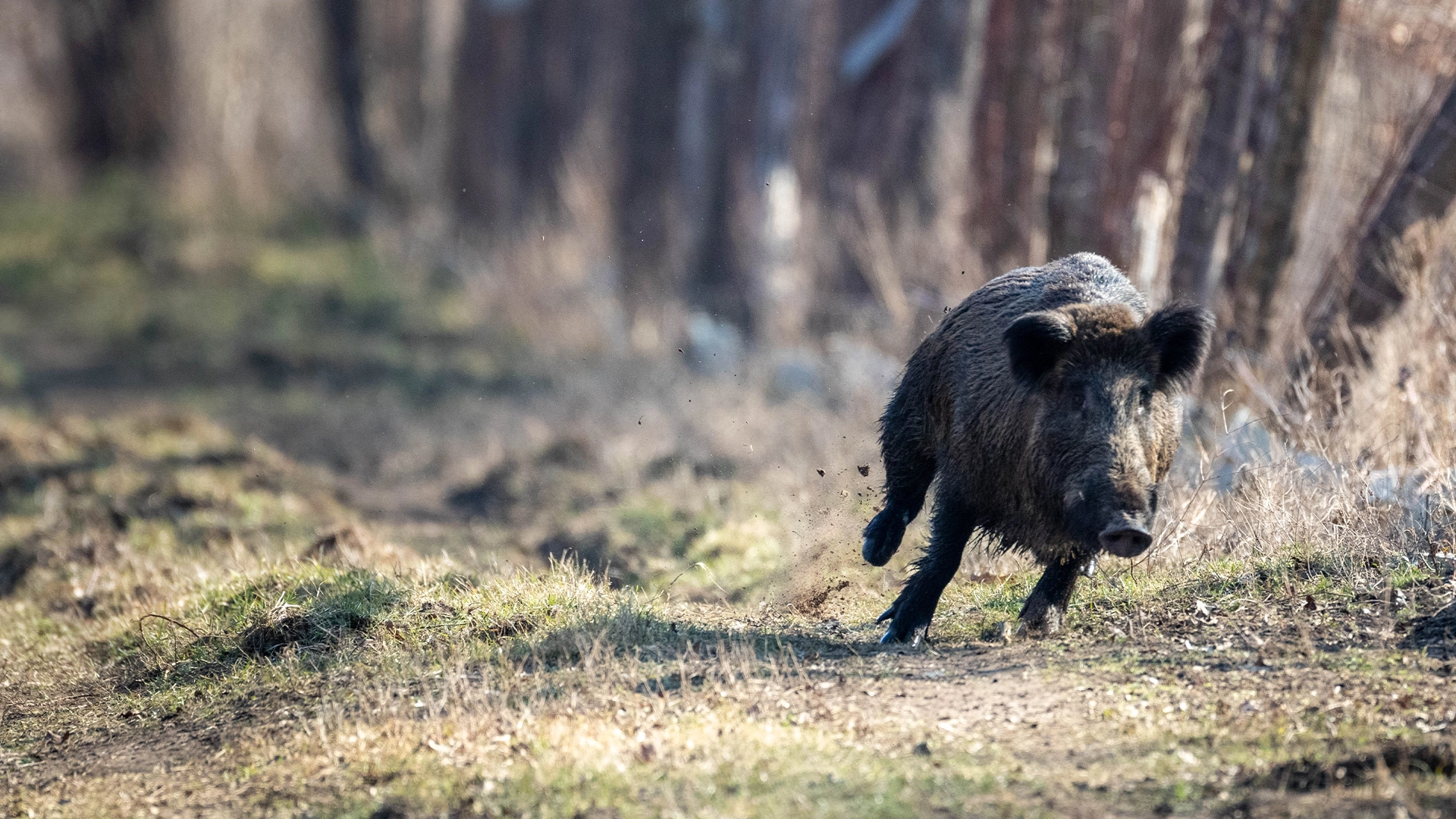 Wild hog running across a dirt path at the edge of a forest, kicking up dirt.