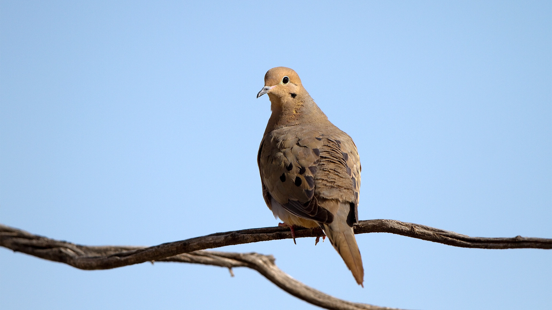 Mourning dove perched on a bare branch against a clear blue sky.