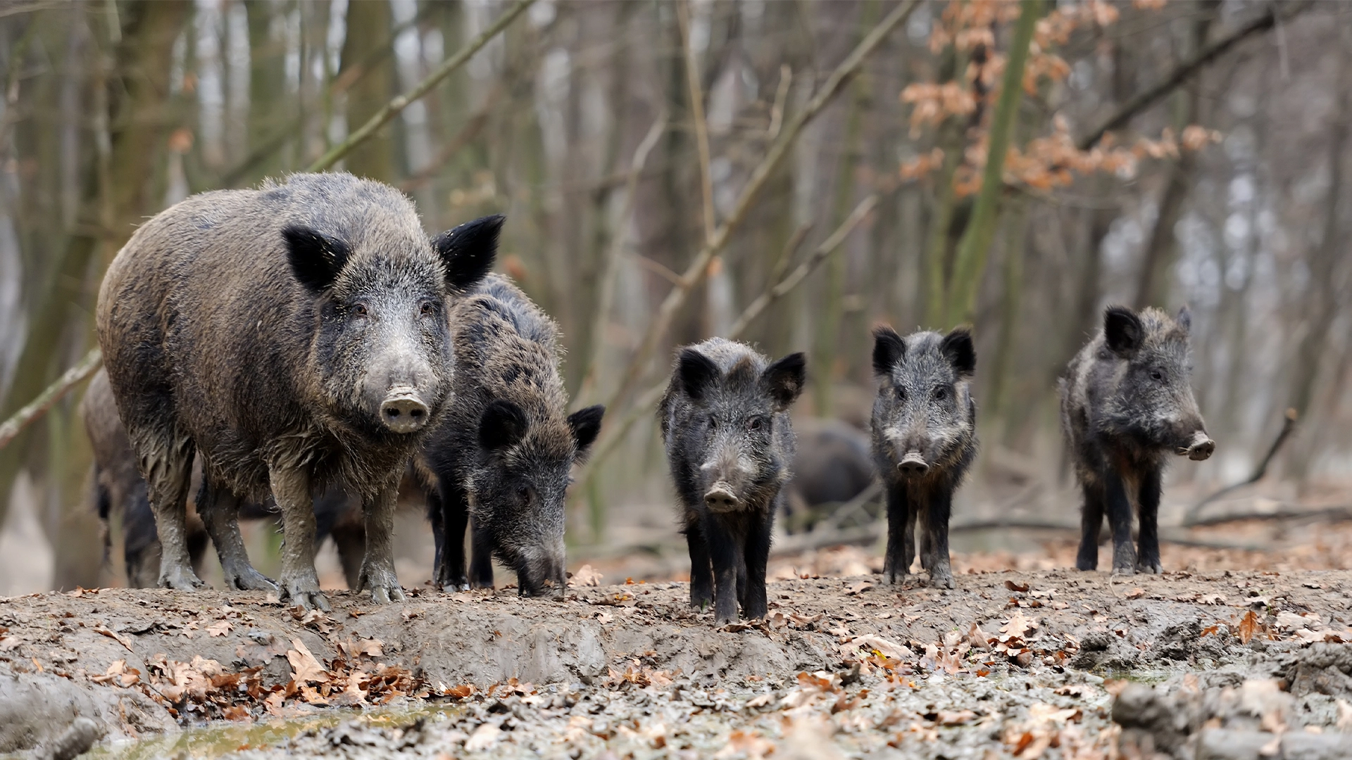 Sounder of wild hogs, including several young ones, standing on muddy ground in a bare winter forest.