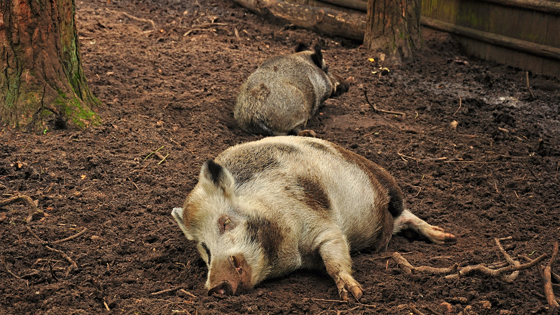 Two wild hogs lying on muddy ground near tree trunks and a wooden fence.